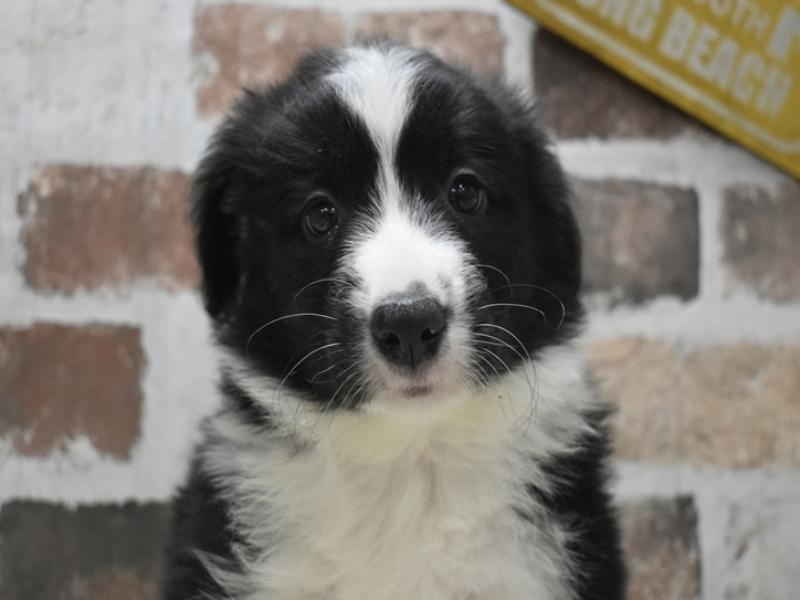 大阪府のボーダーコリー (ワンラブおっきなもふもふ大阪総本店(FC)/2025年10月15日生まれ/男の子/ブラックホワイト)の子犬の1枚目の画像