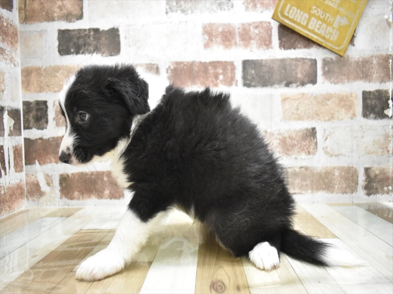大阪府のボーダーコリー (ワンラブおっきなもふもふ大阪総本店(FC)/2025年10月15日生まれ/男の子/ブラックホワイト)の子犬の3枚目の画像