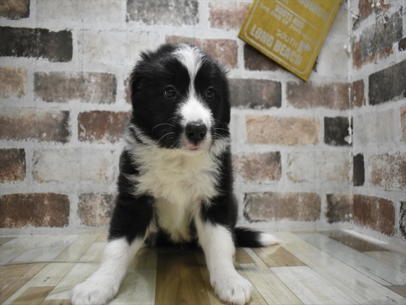 大阪府のボーダーコリー (ワンラブおっきなもふもふ大阪総本店(FC)/2025年10月15日生まれ/男の子/ブラックホワイト)の子犬の2枚目の画像