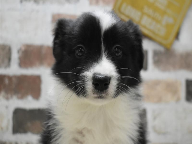 三重県のボーダーコリー (ワンラブホームセンターバロー久居店(FC)/2025年10月15日生まれ/女の子/ブラックホワイト)の子犬の1枚目の画像