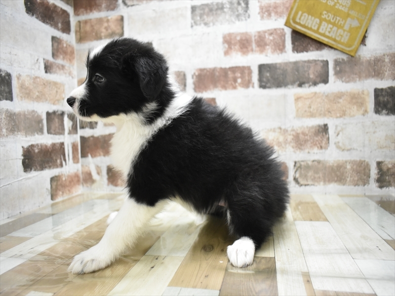 三重県のボーダーコリー (ワンラブホームセンターバロー久居店(FC)/2025年10月15日生まれ/女の子/ブラックホワイト)の子犬の3枚目の画像