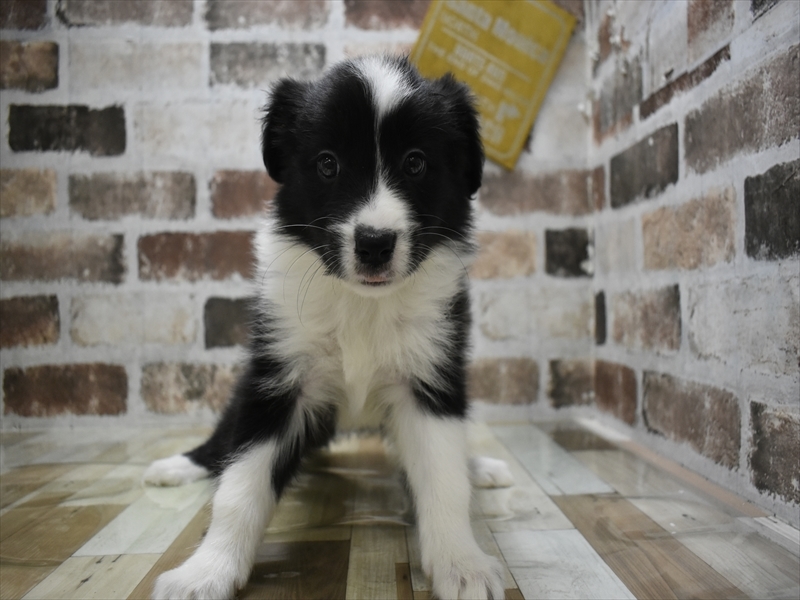 三重県のボーダーコリー (ワンラブホームセンターバロー久居店(FC)/2025年10月15日生まれ/女の子/ブラックホワイト)の子犬の2枚目の画像