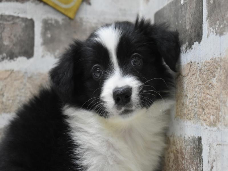 大阪府のボーダーコリー (ワンラブおっきなもふもふ大阪総本店(FC)/2025年10月15日生まれ/女の子/ブラックホワイト)の子犬