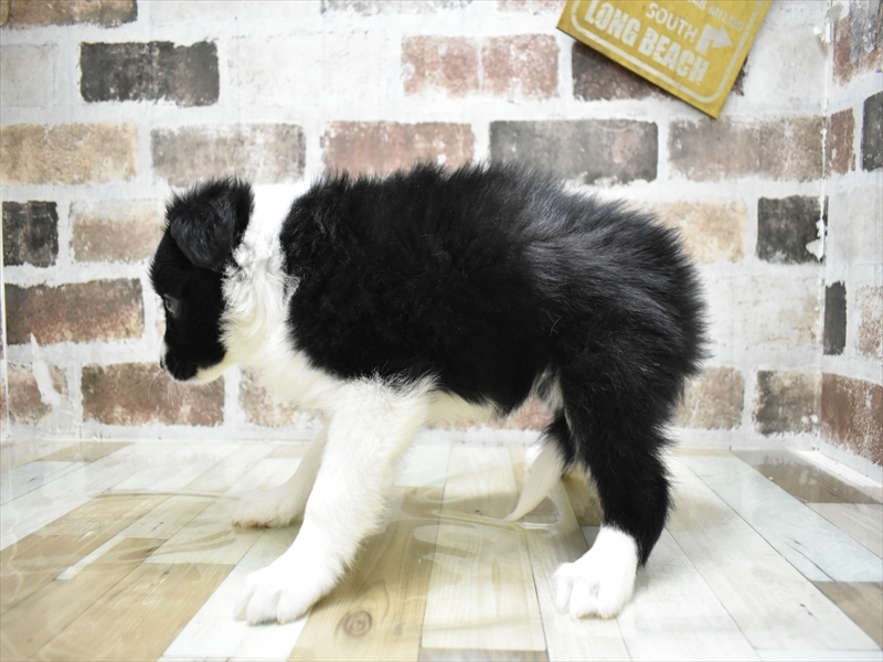 大阪府のボーダーコリー (ワンラブおっきなもふもふ大阪総本店(FC)/2025年10月15日生まれ/女の子/ブラックホワイト)の子犬の3枚目の画像