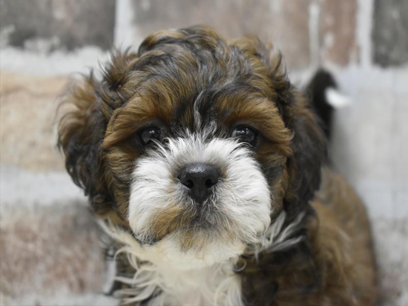 三重県のプーズー/プーシーズ(プードル×シーズー) (ワンラブカインズ明和店(FC)/2025年10月15日生まれ/男の子/ゴールドホワイト)の子犬の1枚目の画像