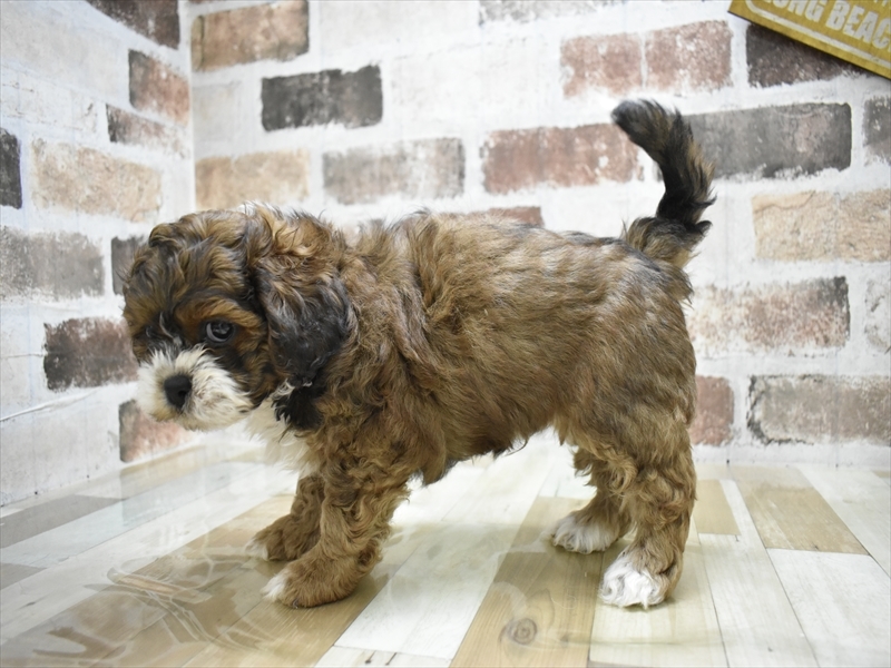 三重県のプーズー/プーシーズ(プードル×シーズー) (ワンラブカインズ明和店(FC)/2025年10月15日生まれ/男の子/ゴールドホワイト)の子犬の3枚目の画像