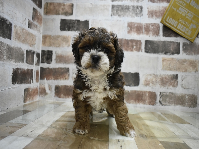 三重県のプーズー/プーシーズ(プードル×シーズー) (ワンラブカインズ明和店(FC)/2025年10月15日生まれ/男の子/ゴールドホワイト)の子犬の2枚目の画像