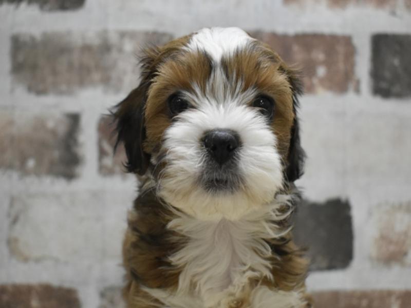 三重県のプーズー/プーシーズ(プードル×シーズー) (ワンラブバローミタス伊勢店(FC)/2025年10月15日生まれ/女の子/ゴールドホワイト)の子犬の1枚目の画像