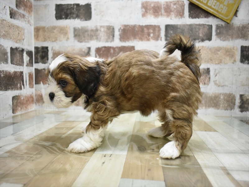 三重県のプーズー/プーシーズ(プードル×シーズー) (ワンラブバローミタス伊勢店(FC)/2025年10月15日生まれ/女の子/ゴールドホワイト)の子犬の3枚目の画像