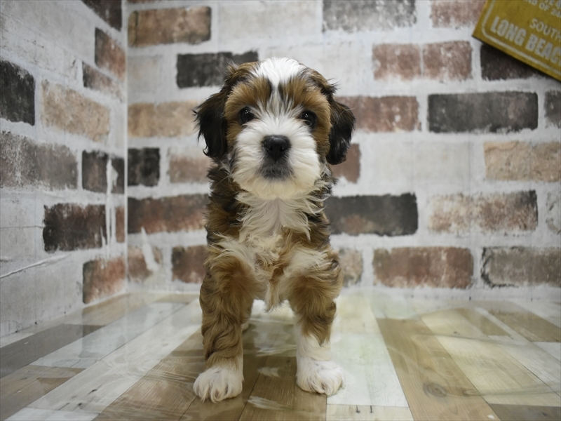 三重県のプーズー/プーシーズ(プードル×シーズー) (ワンラブバローミタス伊勢店(FC)/2025年10月15日生まれ/女の子/ゴールドホワイト)の子犬の2枚目の画像