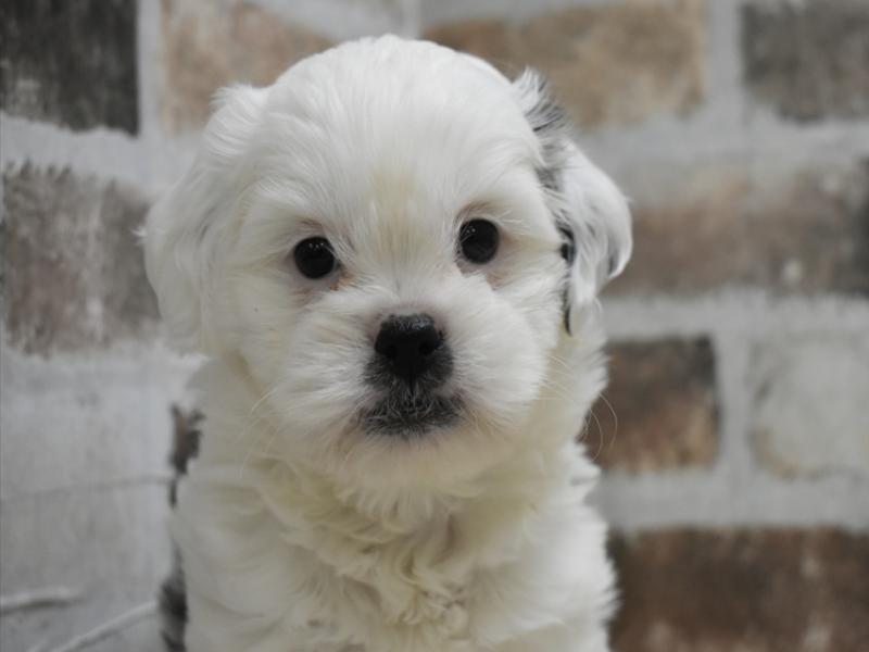 愛知県のプーズー/プーシーズ(プードル×シーズー) (ワンラブドン・キホーテ緑店(FC)/2025年10月15日生まれ/男の子/ホワイトゴールド)の子犬の1枚目の画像