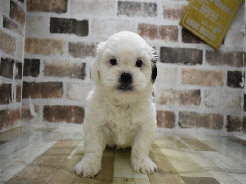 愛知県のプーズー/プーシーズ(プードル×シーズー) (ワンラブドン・キホーテ緑店(FC)/2025年10月15日生まれ/男の子/ホワイトゴールド)の子犬の2枚目の画像