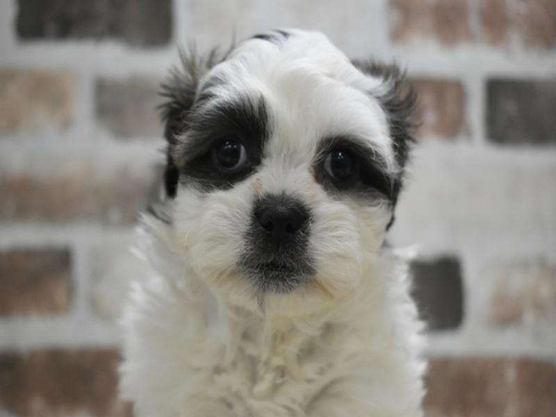 三重県のプーズー/プーシーズ(プードル×シーズー) (ワンラブホームセンターバロー久居店(FC)/2025年10月15日生まれ/女の子/ホワイトゴールド)の子犬の1枚目の画像