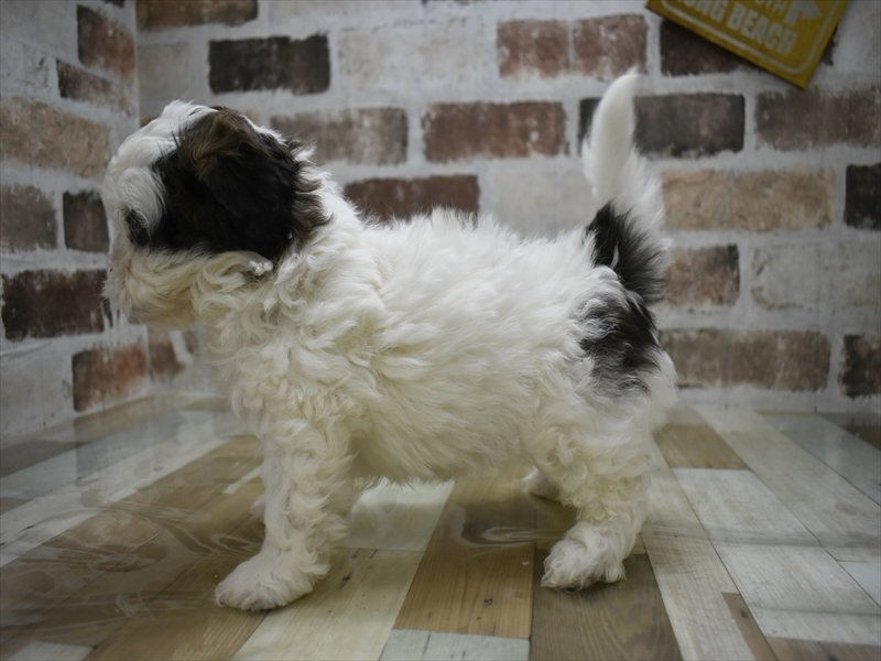 三重県のプーズー/プーシーズ(プードル×シーズー) (ワンラブホームセンターバロー久居店(FC)/2025年10月15日生まれ/女の子/ホワイトゴールド)の子犬の3枚目の画像