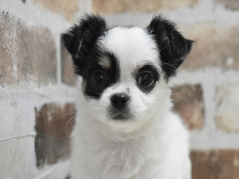 愛知県のチワマル/マルチワ(チワワ×マルチーズ) (ワンラブららぽーと愛知東郷店/2025年10月14日生まれ/女の子/ホワイトブラック)の子犬の1枚目の画像