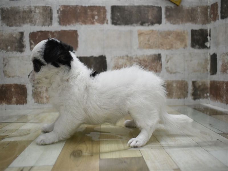 愛知県のチワマル/マルチワ(チワワ×マルチーズ) (ワンラブららぽーと愛知東郷店/2025年10月14日生まれ/女の子/ホワイトブラック)の子犬の3枚目の画像