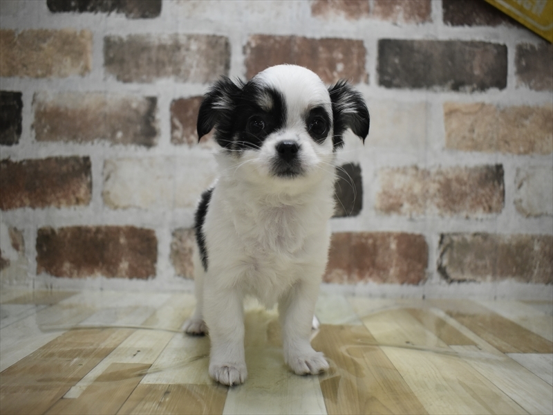 愛知県のチワマル/マルチワ(チワワ×マルチーズ) (ワンラブららぽーと愛知東郷店/2025年10月14日生まれ/女の子/ホワイトブラック)の子犬の2枚目の画像