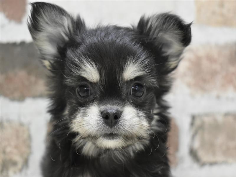 愛知県のチワマル/マルチワ(チワワ×マルチーズ) (ワンラブ名古屋守山インター総本店/2025年10月14日生まれ/男の子/ブラックタン)の子犬の1枚目の画像