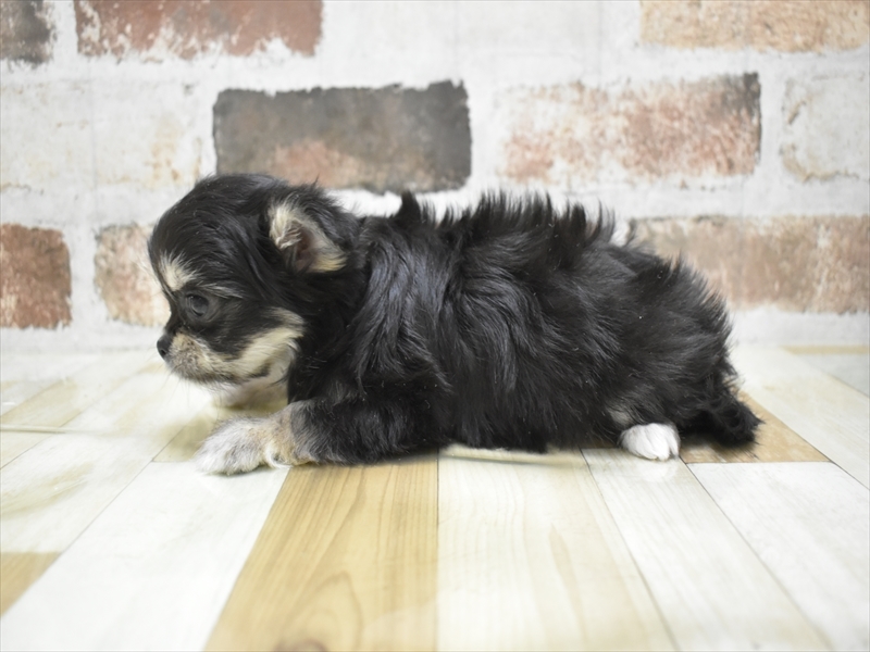 愛知県のチワマル/マルチワ(チワワ×マルチーズ) (ワンラブ名古屋守山インター総本店/2025年10月14日生まれ/男の子/ブラックタン)の子犬の3枚目の画像