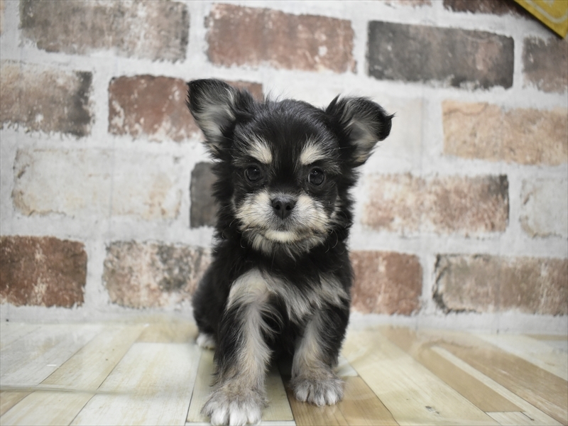 愛知県のチワマル/マルチワ(チワワ×マルチーズ) (ワンラブ名古屋守山インター総本店/2025年10月14日生まれ/男の子/ブラックタン)の子犬の2枚目の画像