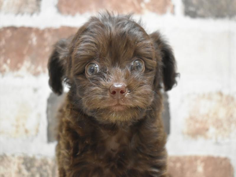 愛知県のチワプー/プーチー(チワワ×プードル) (ワンラブイオンモール新瑞橋店/2025年10月14日生まれ/女の子/チョコレート)の子犬