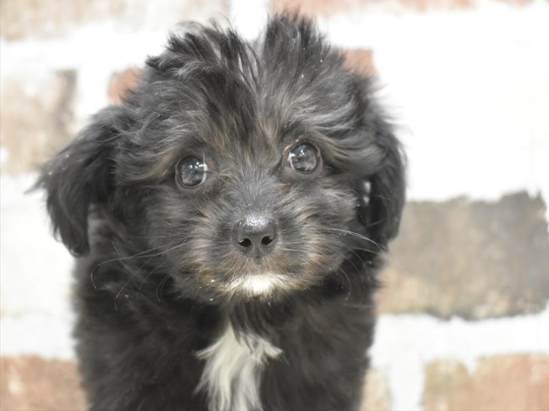 大阪府のチワプー/プーチー(チワワ×プードル) (ワンラブイズミヤ八尾店/2025年10月14日生まれ/女の子/シルバー)の子犬