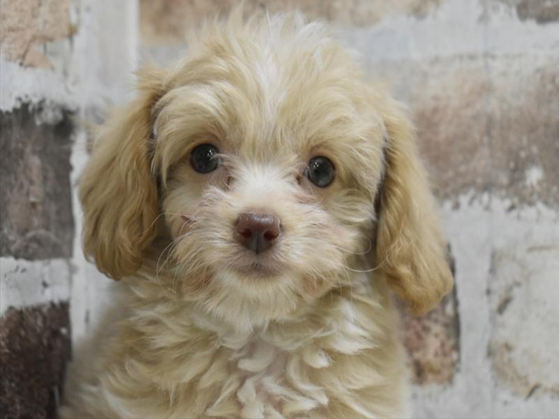 長野県のチワプー/プーチー(チワワ×プードル) (ワンラブカインズ塩尻店/2025年10月14日生まれ/男の子/クリーム)の子犬の1枚目の画像