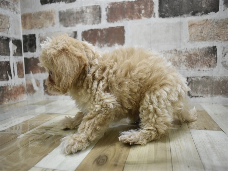 長野県のチワプー/プーチー(チワワ×プードル) (ワンラブカインズ塩尻店/2025年10月14日生まれ/男の子/クリーム)の子犬の3枚目の画像