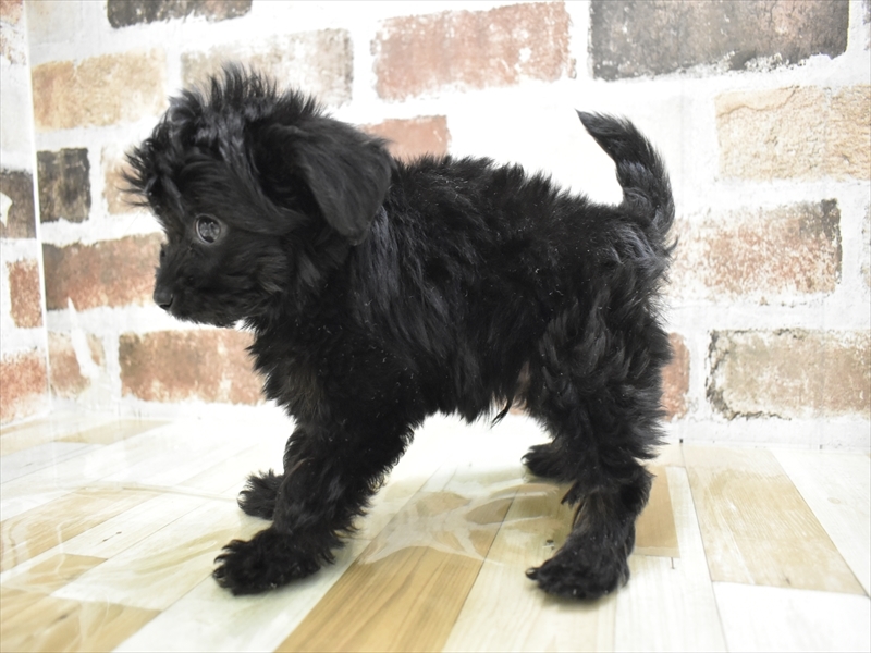 大阪府のチワプー/プーチー(チワワ×プードル) (ワンラブアリオ鳳店/2025年10月14日生まれ/男の子/ブラック)の子犬の3枚目の画像