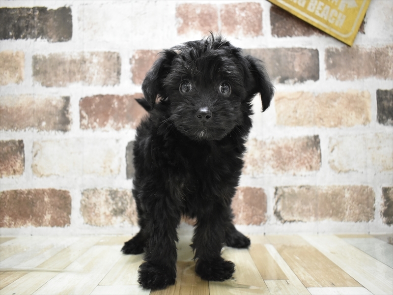 大阪府のチワプー/プーチー(チワワ×プードル) (ワンラブアリオ鳳店/2025年10月14日生まれ/男の子/ブラック)の子犬の2枚目の画像