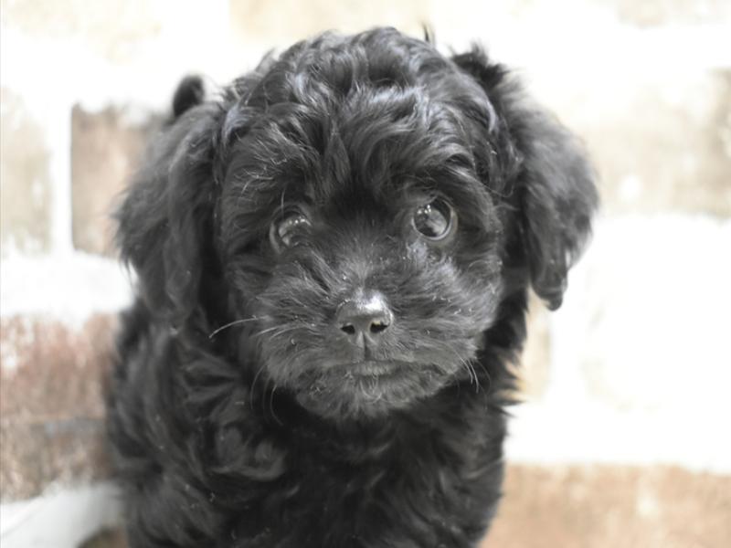 愛知県のチワプー/プーチー(チワワ×プードル) (ワンラブMEGAﾄﾞﾝ･ｷﾎｰﾃ ｸﾗｽﾎﾟ蒲郡店/2025年10月14日生まれ/男の子/ブラック)の子犬の1枚目の画像