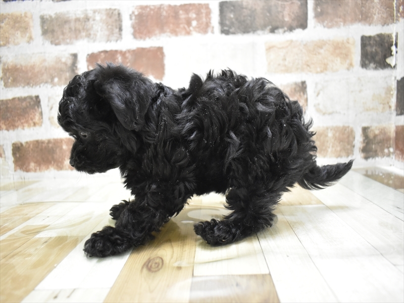 愛知県のチワプー/プーチー(チワワ×プードル) (ワンラブMEGAﾄﾞﾝ･ｷﾎｰﾃ ｸﾗｽﾎﾟ蒲郡店/2025年10月14日生まれ/男の子/ブラック)の子犬の3枚目の画像