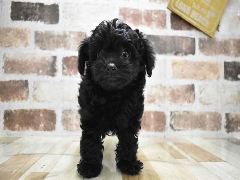 愛知県のチワプー/プーチー(チワワ×プードル) (ワンラブMEGAﾄﾞﾝ･ｷﾎｰﾃ ｸﾗｽﾎﾟ蒲郡店/2025年10月14日生まれ/男の子/ブラック)の子犬の2枚目の画像