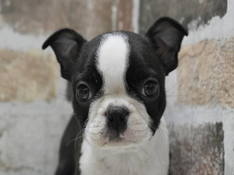 愛知県のボストンテリア (ワンラブ名古屋守山インター総本店/2025年10月14日生まれ/女の子/ボストンカラー)の子犬の1枚目の画像