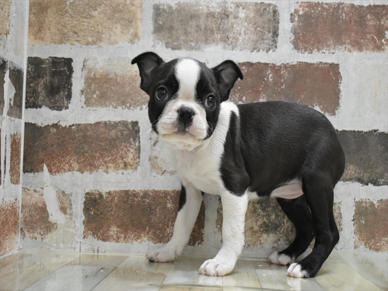 愛知県のボストンテリア (ワンラブ名古屋守山インター総本店/2025年10月14日生まれ/女の子/ボストンカラー)の子犬の3枚目の画像