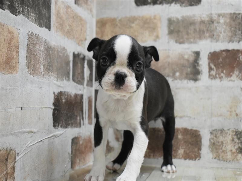 愛知県のボストンテリア (ワンラブ名古屋守山インター総本店/2025年10月14日生まれ/女の子/ボストンカラー)の子犬の2枚目の画像