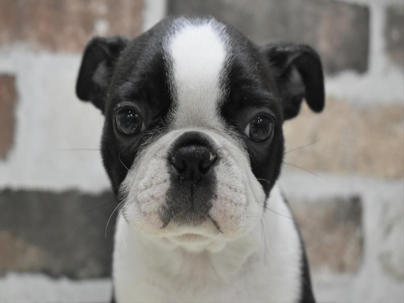 愛知県のボストンテリア (ワンラブ名古屋守山インター総本店/2025年10月14日生まれ/男の子/ボストンカラー)の子犬の1枚目の画像