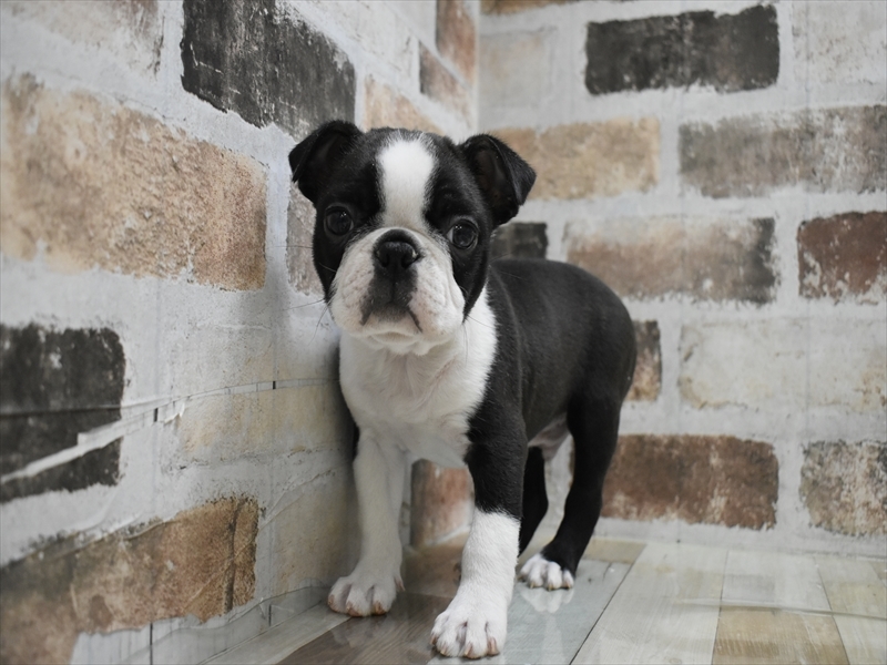 愛知県のボストンテリア (ワンラブ名古屋守山インター総本店/2025年10月14日生まれ/男の子/ボストンカラー)の子犬の2枚目の画像