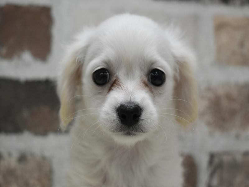 岩手県のチワックス(チワワ×ダックス) (ワンラブイオンモール盛岡店/2025年10月14日生まれ/男の子/クリーム)の子犬の1枚目の画像