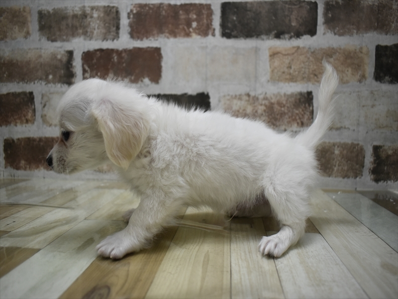 岩手県のチワックス(チワワ×ダックス) (ワンラブイオンモール盛岡店/2025年10月14日生まれ/男の子/クリーム)の子犬の3枚目の画像