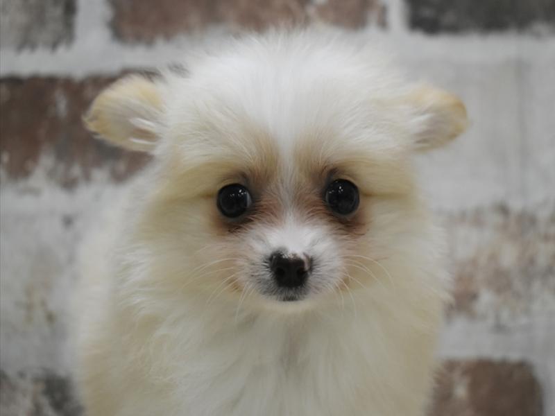 長野県のポメチワ/チワポメ/ポメチー(ポメラニアン×チワワ) (ワンラブアリオ上田店/2025年10月14日生まれ/女の子/クリームホワイト)の子犬