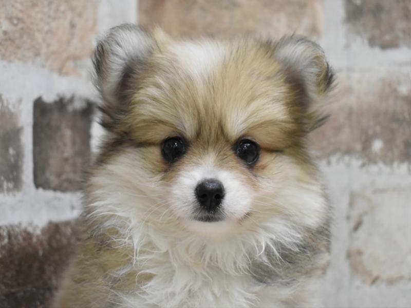 静岡県のポメチワ/チワポメ/ポメチー(ポメラニアン×チワワ) (ワンラブららぽーと沼津店/2025年10月14日生まれ/女の子/レッドホワイト)の子犬の1枚目の画像