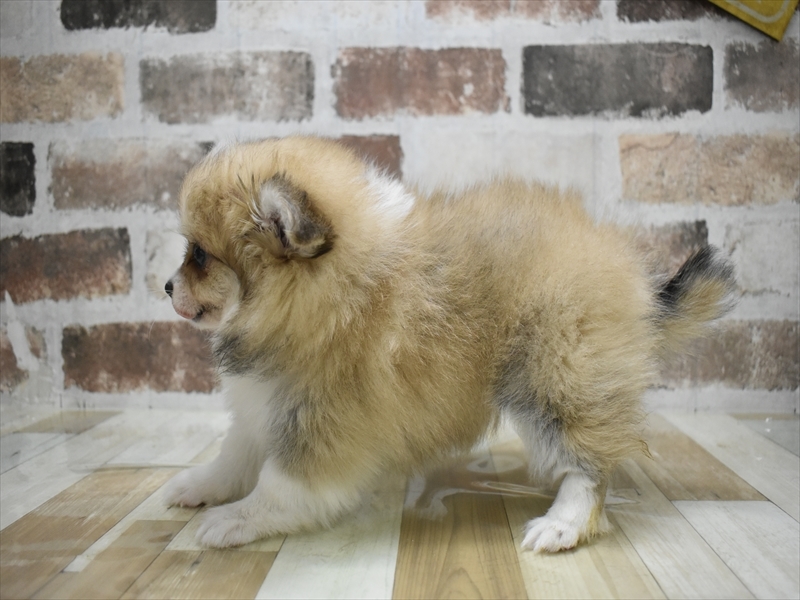 静岡県のポメチワ/チワポメ/ポメチー(ポメラニアン×チワワ) (ワンラブららぽーと沼津店/2025年10月14日生まれ/女の子/レッドホワイト)の子犬の3枚目の画像