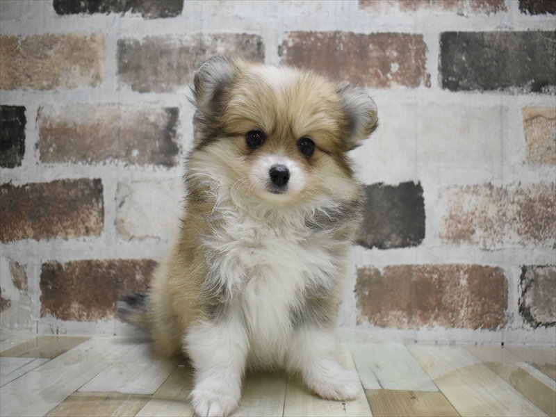 静岡県のポメチワ/チワポメ/ポメチー(ポメラニアン×チワワ) (ワンラブららぽーと沼津店/2025年10月14日生まれ/女の子/レッドホワイト)の子犬の2枚目の画像