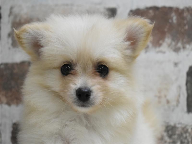 愛知県のポメチワ/チワポメ/ポメチー(ポメラニアン×チワワ) (ワンラブららぽーと愛知東郷店/2025年10月14日生まれ/男の子/クリーム)の子犬の1枚目の画像