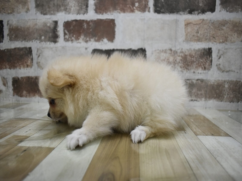 愛知県のポメチワ/チワポメ/ポメチー(ポメラニアン×チワワ) (ワンラブららぽーと愛知東郷店/2025年10月14日生まれ/男の子/クリーム)の子犬の3枚目の画像