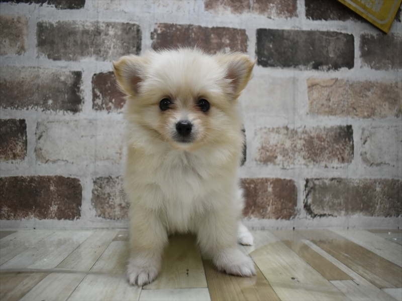 愛知県のポメチワ/チワポメ/ポメチー(ポメラニアン×チワワ) (ワンラブららぽーと愛知東郷店/2025年10月14日生まれ/男の子/クリーム)の子犬の2枚目の画像