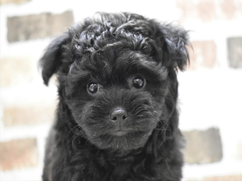 愛知県のポメプー(ポメラニアン×プードル) (ワンラブ矢場動物堂/2025年10月15日生まれ/女の子/ブラック)の子犬