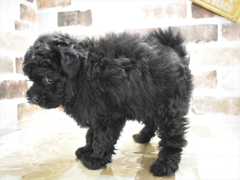 愛知県のポメプー(ポメラニアン×プードル) (ワンラブ矢場動物堂/2025年10月15日生まれ/女の子/ブラック)の子犬の3枚目の画像