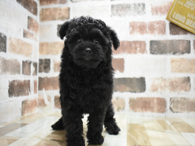 愛知県のポメプー(ポメラニアン×プードル) (ワンラブ矢場動物堂/2025年10月15日生まれ/女の子/ブラック)の子犬の2枚目の画像